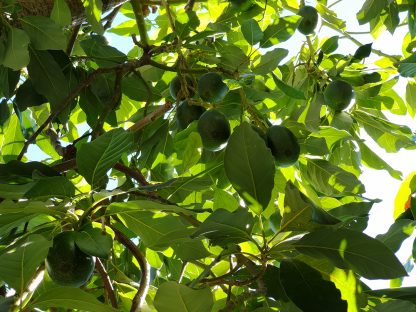 Avokado Meyvesi Dalında
