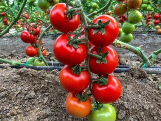 Tomato (on Brunch) - Plant