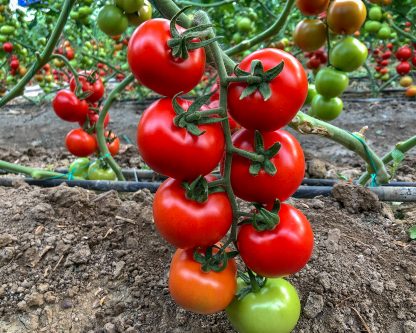 Tomato (on Brunch) - Plant