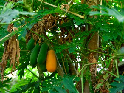 Papaya Fruit and Plant