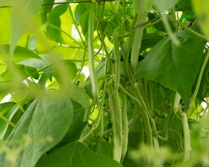 Green Beans - Plant